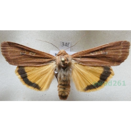 Noctua pronuba (Linnaeus, 1758) Rolnica tasiemka Czech34f